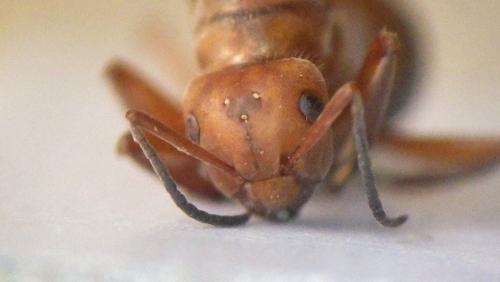 Formica truncorum